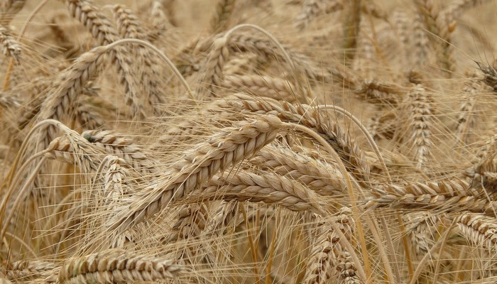 Великий зернотрейдер йде з українського ринку